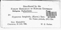 Protocrea fungicola image